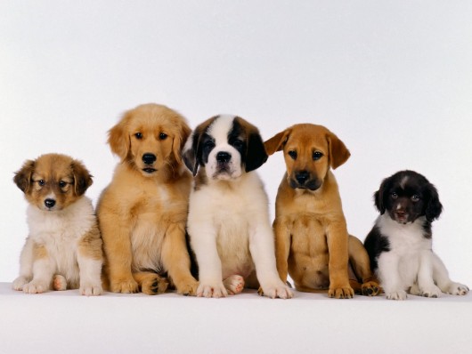 cuccioli in scala